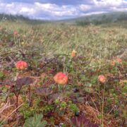 Hilla, Moltebeeren oder Cloudberries